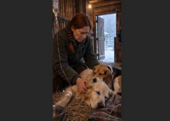 The 13-Year-Old Golden Retriever Was Too Weak to Stand—Then the Frightened Beagle He Once Comforted Curled Up Beside Him