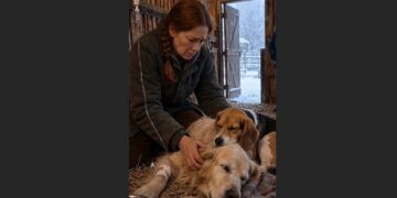 The 13-Year-Old Golden Retriever Was Too Weak to Stand—Then the Frightened Beagle He Once Comforted Curled Up Beside Him