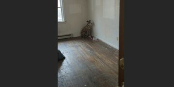 They Moved Out and Left Their Greyhound Behind—Four Days Later, She Was Still Watching the Door