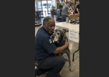 The Adoption Event Was Almost Over When a Widowed Bus Driver Pointed to the Gray-Faced Dog Beneath the Table and Said, “That’s the One I Came For”