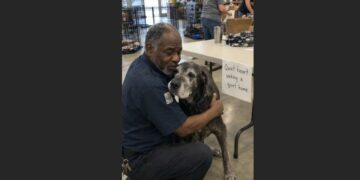 The Adoption Event Was Almost Over When a Widowed Bus Driver Pointed to the Gray-Faced Dog Beneath the Table and Said, “That’s the One I Came For”