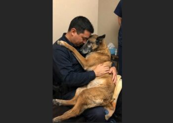 The 11-Year-Old K9 Could Barely Lift His Head—Then He Put Both Paws Around the Officer Who Had Been His Partner for Nine Years