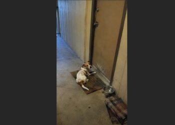 His Family Moved Out and Left Him Outside Their Apartment—Five Days Later, the Little Terrier Was Still Waiting at the Door