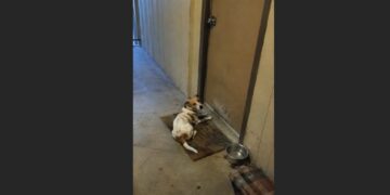 His Family Moved Out and Left Him Outside Their Apartment—Five Days Later, the Little Terrier Was Still Waiting at the Door