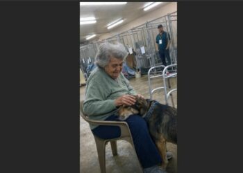 Charlie Had Been Adopted and Returned Twice for Being “Too Needy”—Then a Widow Walked In Looking for a Dog Who Never Wanted to Leave Her Side