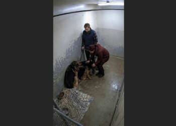 They Planned to Adopt One German Shepherd — Then the Shelter Warned Them Not to Separate Rex and Luna