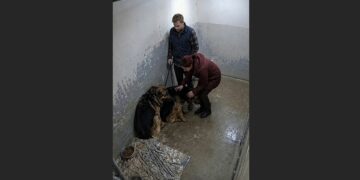 They Planned to Adopt One German Shepherd — Then the Shelter Warned Them Not to Separate Rex and Luna