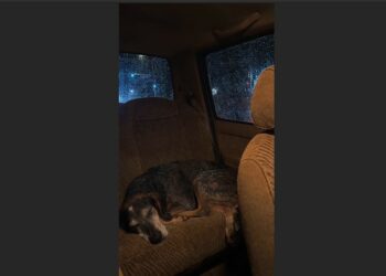 We Adopted the Old Hound No One Wanted—Three Weeks Later, He Stopped Our Car Before the Road Disappeared Into a Creek