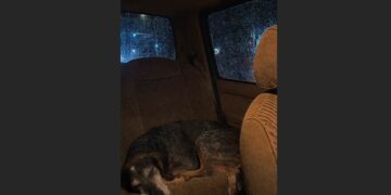 We Adopted the Old Hound No One Wanted—Three Weeks Later, He Stopped Our Car Before the Road Disappeared Into a Creek