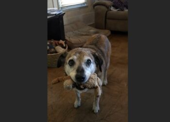 We Adopted Oscar Expecting to Give Him a Comfortable Goodbye — Then He Found an Old Stuffed Toy