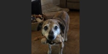 We Adopted Oscar Expecting to Give Him a Comfortable Goodbye — Then He Found an Old Stuffed Toy