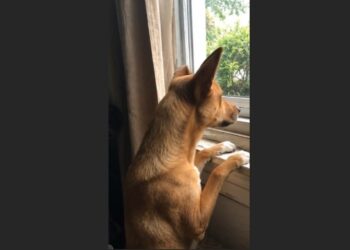 Every Morning, Murphy Dragged Himself to the Window — And Slowly Taught Me How to Look Forward Again