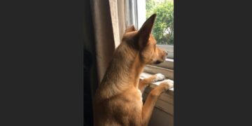 Every Morning, Murphy Dragged Himself to the Window — And Slowly Taught Me How to Look Forward Again