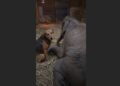 The Blind Young Elephant Was Fading — Then a Scarred Rescue Dog Lay Down Beside Him