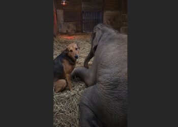 The Blind Young Elephant Was Fading — Then a Scarred Rescue Dog Lay Down Beside Him