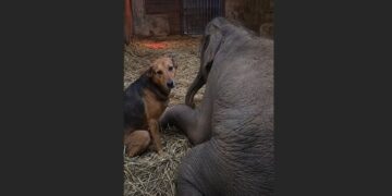 The Blind Young Elephant Was Fading — Then a Scarred Rescue Dog Lay Down Beside Him