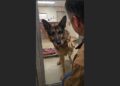 I Went to the Shelter to Donate My Father’s Things — Then an Old German Shepherd Recognized His Coat