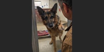 I Went to the Shelter to Donate My Father’s Things — Then an Old German Shepherd Recognized His Coat