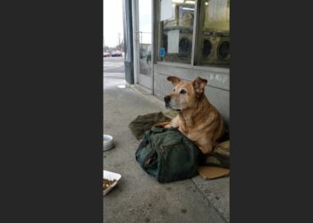 The Old Lab Waited Beside a Green Duffel Bag for Seven Days—Then I Said, “Buddy, I Found Frank”