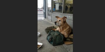 The Old Lab Waited Beside a Green Duffel Bag for Seven Days—Then I Said, “Buddy, I Found Frank”