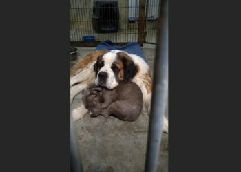 The Frightened Pit Bull Had Barely Slept Since His Rescue — Then an Old Saint Bernard Lay Down Beside Him
