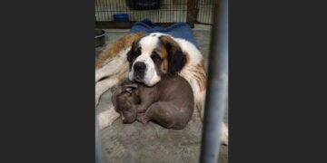 The Frightened Pit Bull Had Barely Slept Since His Rescue — Then an Old Saint Bernard Lay Down Beside Him