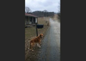 Rusty Waited Beside the Same Mailbox for 81 Days After His Family Moved Away—Then a Retired Librarian Sat Down Beside Him and Waited Too