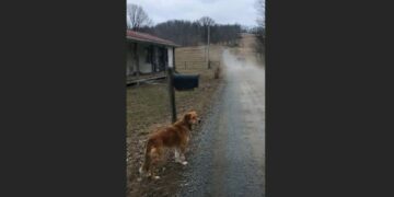 Rusty Waited Beside the Same Mailbox for 81 Days After His Family Moved Away—Then a Retired Librarian Sat Down Beside Him and Waited Too