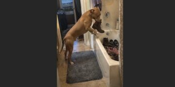 Our Pit Bull Collected Every Shoe in the House Before Storms—Then the Rescue Told Us What Had Happened in Her First Home