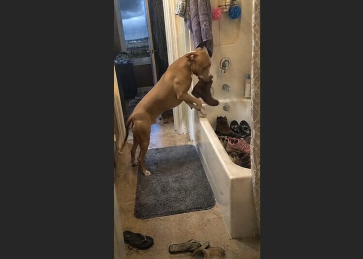 Our Pit Bull Collected Every Shoe in the House Before Storms—Then the Rescue Told Us What Had Happened in Her First Home