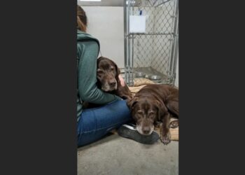 Everyone Called Them “The Forgotten Pair”—Until One Visitor Realized the Two Senior Labs Weren’t Asking for Much at All