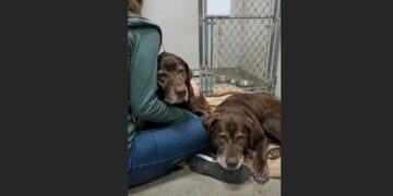 Everyone Called Them “The Forgotten Pair”—Until One Visitor Realized the Two Senior Labs Weren’t Asking for Much at All