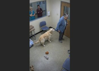 Margaret Said She Was “Only Looking”—Then a Quiet Shelter Dog Gently Took Hold of Her Sleeve When She Tried to Leave