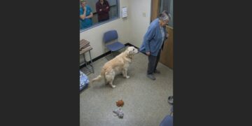 Margaret Said She Was “Only Looking”—Then a Quiet Shelter Dog Gently Took Hold of Her Sleeve When She Tried to Leave