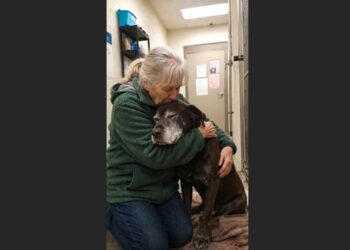 Everyone Else Chose the Puppies—Then at 4:52 P.M., a Retired Teacher Asked to Meet the Old Dog Waiting in the Back Room