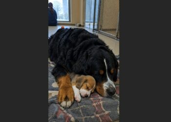 Bruno Was Supposed to Leave for His Foster Home That Afternoon—Then the Tiny Puppy Beside Him Refused to Let Him Go