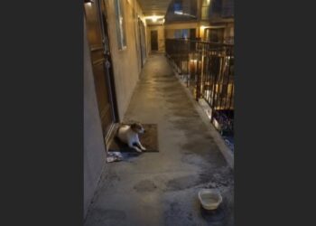 A Jack Russell Waited Outside an Empty Apartment for Five Days—Then One Neighbor Finally Sat Down Beside Him