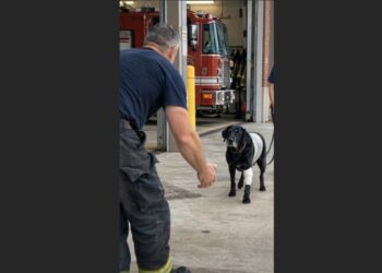 For 14 Days, Mike Kept Asking When Bruno Could Come Home—Then the Injured Black Lab Appeared Outside the Fire Station