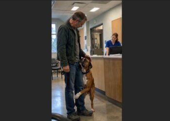 Otis Used to Back Away When He Was Afraid—Two Years Later, One Frightening Vet Visit Showed David Just How Much Had Changed