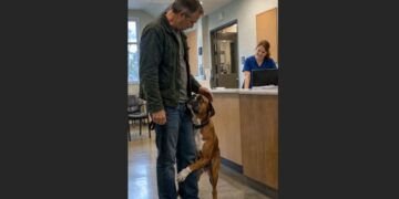 Otis Used to Back Away When He Was Afraid—Two Years Later, One Frightening Vet Visit Showed David Just How Much Had Changed