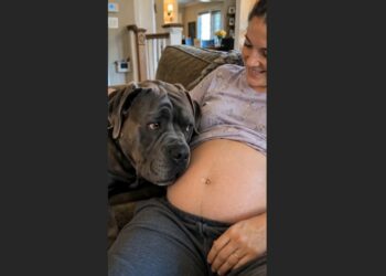 Bruno Felt the Baby Move — and the Big Cane Corso Had to Check Twice