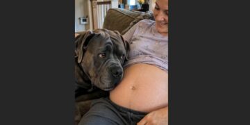 Bruno Felt the Baby Move — and the Big Cane Corso Had to Check Twice