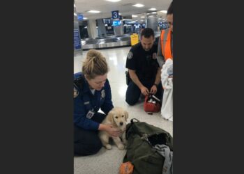 The Duffel Bag Kept Moving After Baggage Claim Went Quiet — Then a Tiny Paw Slipped Through the Seam