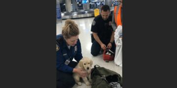 The Duffel Bag Kept Moving After Baggage Claim Went Quiet — Then a Tiny Paw Slipped Through the Seam