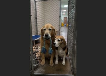 For Four Days, Charlie and Daisy Waited Outside Their Owner’s Bedroom — Then Everything They Knew Changed