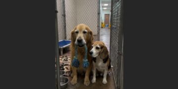 For Four Days, Charlie and Daisy Waited Outside Their Owner’s Bedroom — Then Everything They Knew Changed