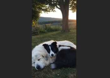 Maple Was Four Weeks Old When the Wildfire Took Everything Familiar — Then Hazel Lay Down Beside Her