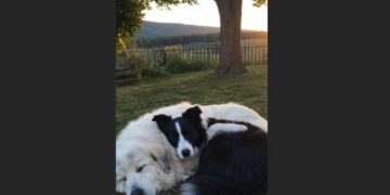 Maple Was Four Weeks Old When the Wildfire Took Everything Familiar — Then Hazel Lay Down Beside Her