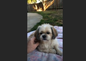 I Was Only Supposed to Foster Daisy for a Month — She Stayed Beside Me for 13 Years