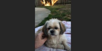 I Was Only Supposed to Foster Daisy for a Month — She Stayed Beside Me for 13 Years